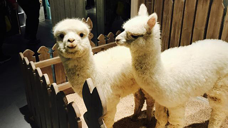 家居賣場開動物樂園，羊駝、土撥鼠等600只動物齊聚